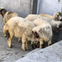 گوسفند نر و ماده