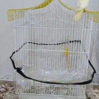 عروس هلندی لوتینو با قفس|پرنده|هندیجان, |دیوار