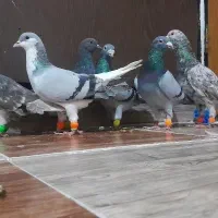 6عدد کبوتر پرشی