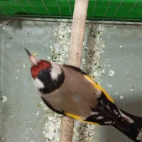 سهره سقا درشت