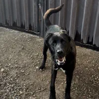 سگ کانگال ۷ ماه