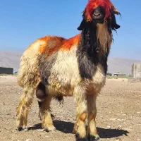 کاوه کله زنگ قوچ میش بره قوچی