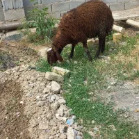 ۱ راس بره نر افشاری سبک