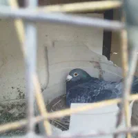کبوتر آلمانی خوب