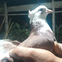 فروش کبوتر