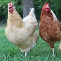تعدادی مرغ وخروس محلی درجه یک همگی جوان تخم گزار