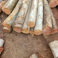 چوب برش درخت