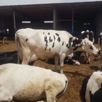 مونت گاو جوان شیری میانگین شیر 40 کیلو شکم یک و دو