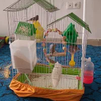 6عدد فنج نر و ماده نر و ماده همراه تخم|پرنده|صحنه, |دیوار