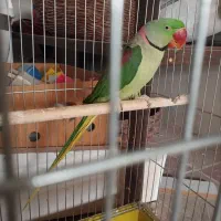 شاه طوطی نر مست بالغ کارداده ۴ ساله