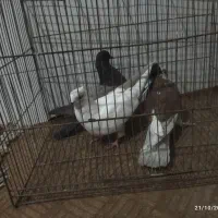 کفتر|پرنده|قم, آذر (نکویی)|دیوار