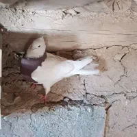 کبوتر