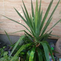 گل یوکا چند سر|گل و گیاه طبیعی|فیروزآباد (فارس), |دیوار