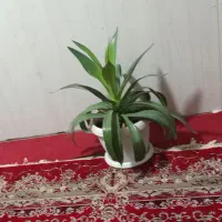 گل طبیعی|گل و گیاه طبیعی|نیشابور, گنبد سبز|دیوار