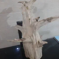 درختچه اکواریوم