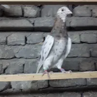 کفتر پرشی|پرنده|تهران, پونک|دیوار