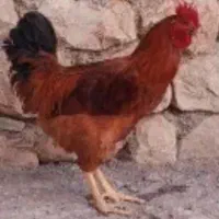 خروس محلی