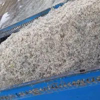 تفاله چغندر تر