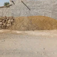 کودگوسفندی