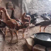مرغ و خروس لاری اصیل