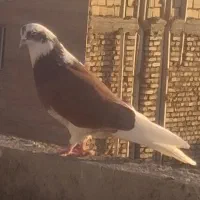 چراغ  کفتر|چراغ خواب و آباژور|یزد, |دیوار