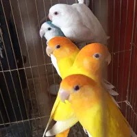 طوطی بریزیلی