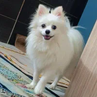 سگ گمشده پامر