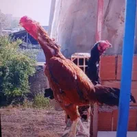 مرغ و خروس لاری.