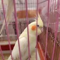 عروس هلندی دو عدد