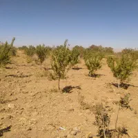 دوازده جریب زمین کشاورزی با شش جریب مجوز گلخانه|فروش زمین و ملک کلنگی|عسگران, |دیوار