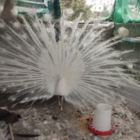 طاووس بالغ و جوجه طاووس هندی و سفید|پرنده|تهران, ترمینال جنوب|دیوار