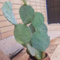 کاکتوس اپونتیا (انجیر هندی)