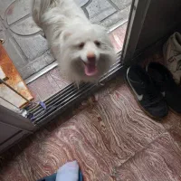 سگ گمشده|سگ|شیراز, حومه شیراز|دیوار