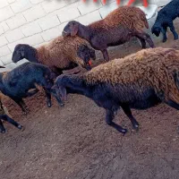 ده عدد کاور افشاری