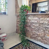 گل زیبا|گل و گیاه طبیعی|کرمانشاه, |دیوار