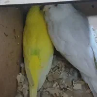 فروش مرغ عشق و کوتوله