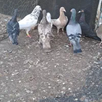 کبوترخطی|پرنده|اقبالیه, |دیوار