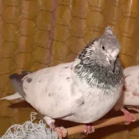 یک عدد قفس بزرگ با چندتا کبوتر|پرنده|سرپل ذهاب, |دیوار