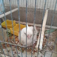 پرنده آرم و دستی هست