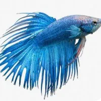 فایتر دم ریش