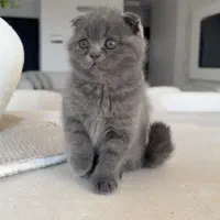 طوله گربه نر دوماهه