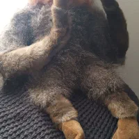 انواع گوریل های پشمالو برند وارداتی مناسب هدیه|اسباببازی بچه|پرند, فاز ۲|دیوار