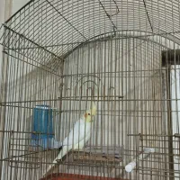 لوتینو نر ۵ماهه