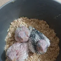 جوجه عروس هلندی