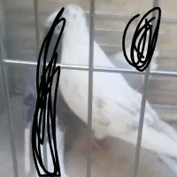 دوتا کبوتر نر گم شده|حیوانات|حمیدیا, |دیوار