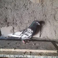 کبوتر پرشی|پرنده|ایرانشهر, |دیوار