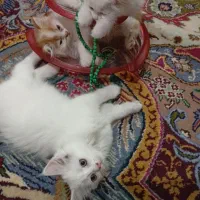 فروش گربه پرشین