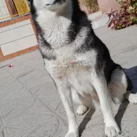 سگ حاسکی|سگ|مشهد, انقلاب|دیوار