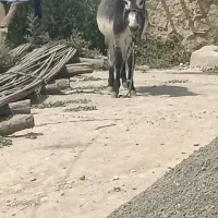 الاغ‌نر‌دوساله|حیوانات مزرعه|فلارد, |دیوار