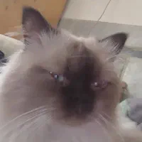 واگذاری گربه